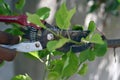 Tree pruning sheers getting ready to cut into a branch during gardening