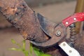 Tree pruning sheers getting ready to cut into a branch during gardening