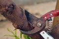 Tree pruning sheers getting ready to cut into a branch during gardening