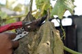 Tree pruning sheers getting ready to cut into a branch during gardening