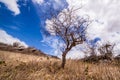 Tree punished by drought