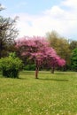 Tree purple blossom single