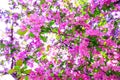 Tree of purple cherry blossom during spring season. Branch of apple blossoms in stunning sunny day. Beautiful pink flowers as Royalty Free Stock Photo