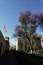 tree with purple flowers grow in front of waving flag