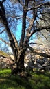 Leafless tree in green grass by rock pile Royalty Free Stock Photo