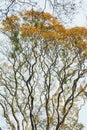 Tree with radial branches Royalty Free Stock Photo