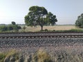 Tree railline railway track alone tree Royalty Free Stock Photo