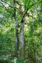 Tree in rain forest in costa Rica Royalty Free Stock Photo