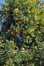 Tree of rangpur lime, or Limao Cravo in Portuguese