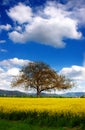 Tree and Royalty Free Stock Photo
