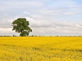 Tree in field Royalty Free Stock Photo