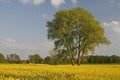 Tree with field in Germany