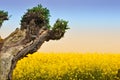 Tree and Rapeseed field Royalty Free Stock Photo