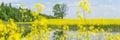 a tree among a rapeseed field against a blue sky background Royalty Free Stock Photo