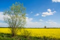 Tree, rapeseed field and blue sky. Beautiful spring landscape in Poland. Royalty Free Stock Photo