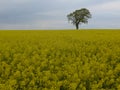 Tree on a rapeseed field Royalty Free Stock Photo