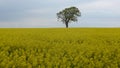 Tree on a rapeseed field