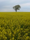 Tree on a rapeseed field