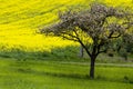 tree on rapeseed fields in spring in Germany. Royalty Free Stock Photo