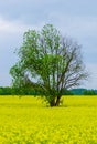 Tree and raps field Royalty Free Stock Photo