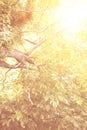 The tree in the rays of the bright sun. Beautiful summer background Royalty Free Stock Photo