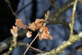 Tree ready for spring in forest south jutland