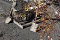 Tree ready to be transplanted laying on a pallet