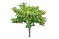 Tree real isolate die cut on white background with clipping path