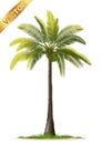 Illustration Realistic Palm Trees Isolated on White Background - Vector Royalty Free Stock Photo