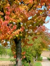 Tree with red autumn leaves at the edge of field 3