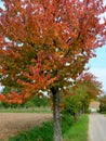 Tree with red autumn leaves at the edge of field