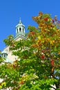 A tree with red berries against a building