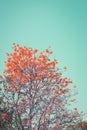 Tree red flower in summer with blue sky, Royalty Free Stock Photo