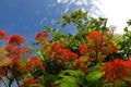 Tree with red flowers Royalty Free Stock Photo