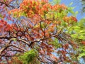 Tree with red flowers against the blue sky