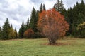 Tree with red foliage in autumn on the field with green grass, the background of the cloudy sky Royalty Free Stock Photo