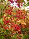 Tree with red fruits, autumn. Royalty Free Stock Photo