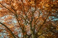 Tree with red leaves. Autumn background, autumn landscape. Royalty Free Stock Photo