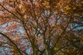 Tree with red leaves. Autumn background, autumn landscape. Royalty Free Stock Photo