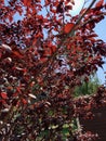 Tree with red leaves. Autumn background Royalty Free Stock Photo