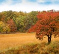 Tree with red leaves in Autumn, on slight hill of yellow grass. Royalty Free Stock Photo