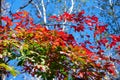 The tree with red leaves and blue sky Royalty Free Stock Photo