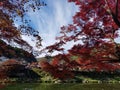 Tree red leaves maple japan , festival momiji japan