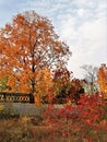 Tree with red leaves, orange maple, blue sky in october town