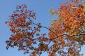 A tree with red and orange leaves set against a blue sky Royalty Free Stock Photo