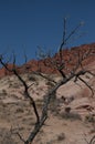 Tree in the Red Rock Mountains, NV