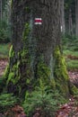 Tree with red turist sign near path in Luzicke mountains in Czech republic