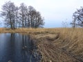 Tree, reed and Kroku bay, Lithuania