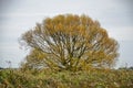 Tree and reeds in autumn