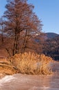 Tree and Reeds in a Frozen Lake - Italy Royalty Free Stock Photo